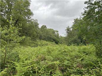 Monday 8th June 2026 Bowdown Woods